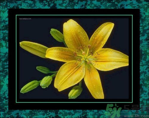 母親節(jié)送什么花好？母親節(jié)應(yīng)該送什么鮮花？