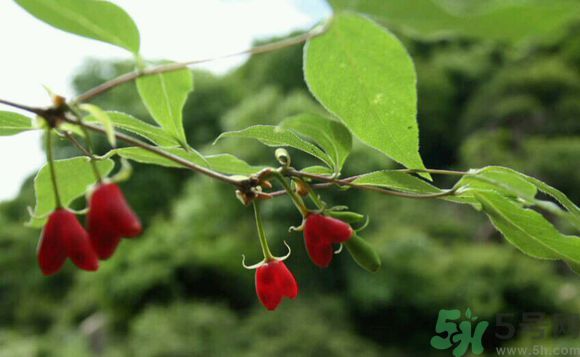 杈杷果好吃嗎？杈杷果的營(yíng)養(yǎng)價(jià)值與功效