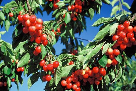 櫻桃和番茄能一起吃嗎？櫻桃和西紅柿能一起吃嗎？