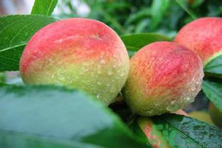 哪些人不可以吃毛桃？毛桃哪些人不可以吃？