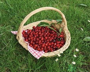 櫻桃和芒果能一起吃嗎？櫻桃和芒果一起吃好嗎？