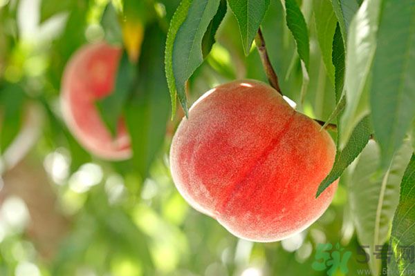 桃子跟什么不能一起吃？桃子跟什么相克？