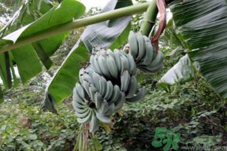 牛奶蕉是熱性還是涼性？牛奶蕉是涼性嗎？