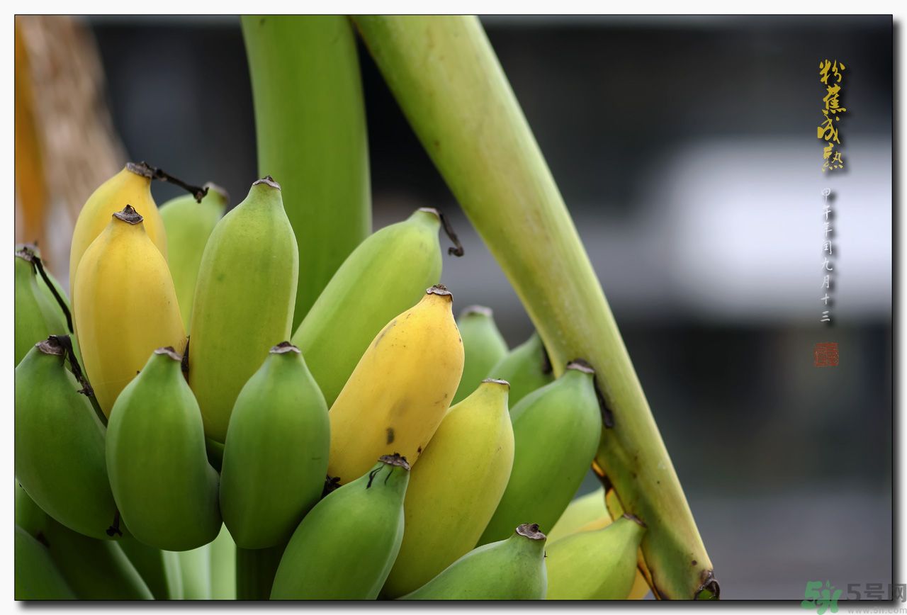 孕婦可以吃牛奶蕉嗎？孕婦吃牛奶蕉好嗎？