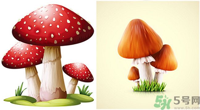 吃蘑菇可以喝酒嗎？吃蘑菇喝酒會(huì)中毒嗎？
