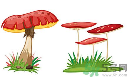 吃蘑菇可以喝酒嗎？吃蘑菇喝酒會(huì)中毒嗎？