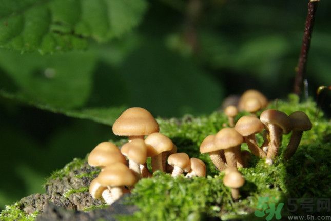 蘑菇有白毛能吃嗎？蘑菇上面長了一層白毛還能吃嗎？