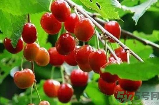 櫻桃是溫性的還是熱性的？櫻桃是溫性的嗎？