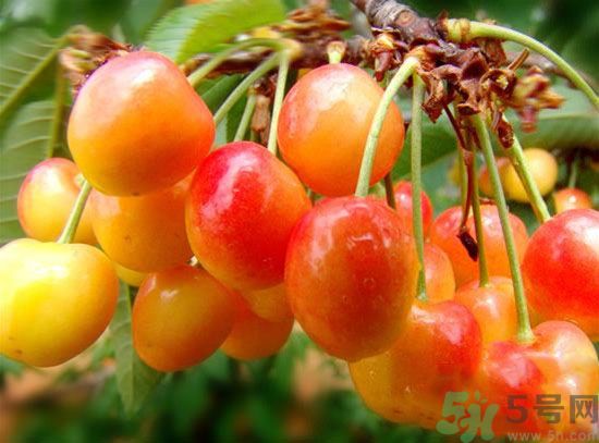 如何挑選櫻桃？櫻桃要怎么挑選才好？