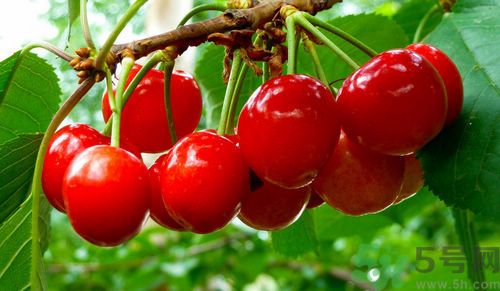 產(chǎn)婦能吃櫻桃嗎？產(chǎn)婦吃櫻桃好不好？