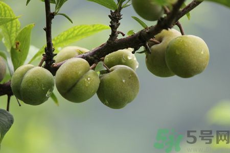 李子是熱性還是涼性？李子是涼性的嗎？