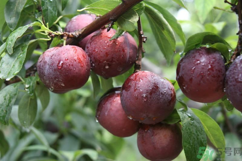 李子是發(fā)物嗎？李子是不是發(fā)物？