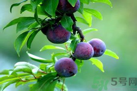 胃不好可以吃李子嗎？胃不好吃李子好嗎？