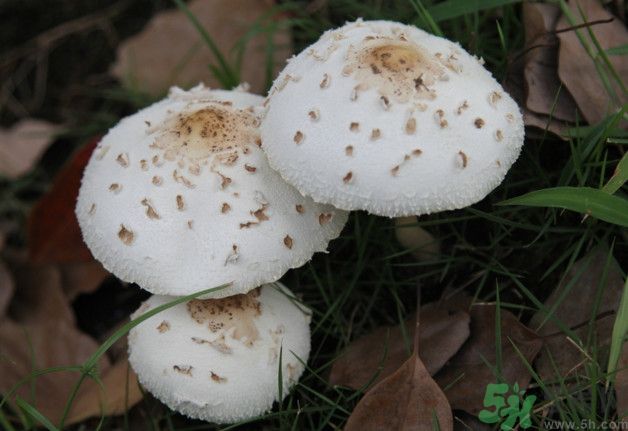 蘑菇能生吃嗎？蘑菇生吃會中毒嗎？