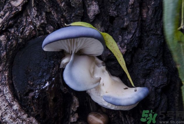 蘑菇能生吃嗎？蘑菇生吃會中毒嗎？