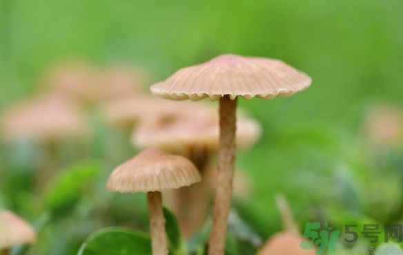 蘑菇能生吃嗎？蘑菇生吃會中毒嗎？
