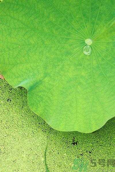 荷葉冬瓜減肥茶有什么功效？荷葉冬瓜減肥茶適宜什么人喝？