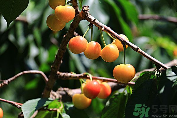 櫻桃枝能治療痛經(jīng)嗎？櫻桃枝的功效與作用