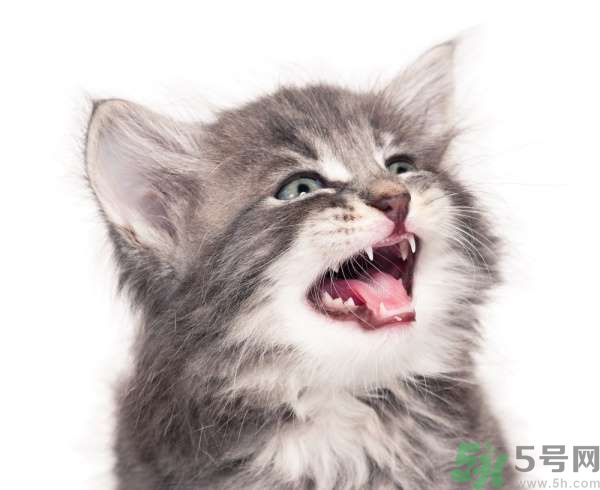 貓咪什么在時(shí)候換牙？貓咪換牙要注意什么？