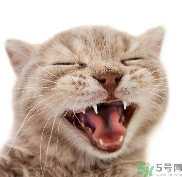 貓咪什么在時(shí)候換牙？貓咪換牙要注意什么？