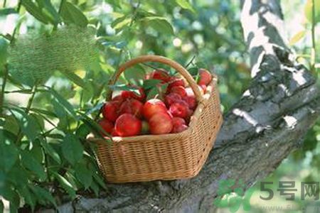 糖尿病可以吃李子嗎？糖尿病吃李子好嗎？