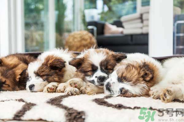 和寵物一起睡覺(jué)要注意什么？寵物睡姿有什么含義？