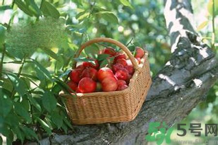 高血壓可以吃李子嗎？高血壓吃李子好嗎？