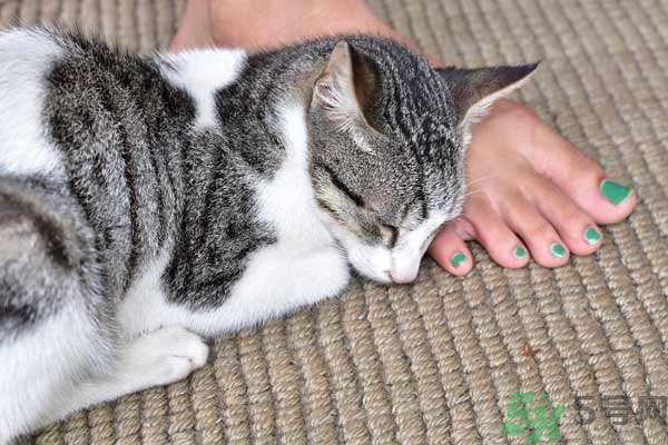 和寵物一起睡覺(jué)要注意什么？寵物睡姿有什么含義？