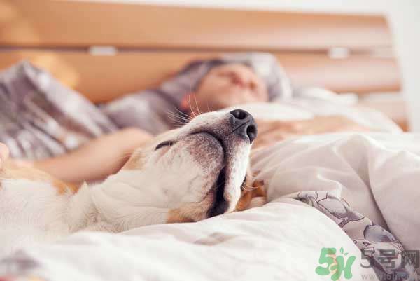 和寵物一起睡覺(jué)要注意什么？寵物睡姿有什么含義？