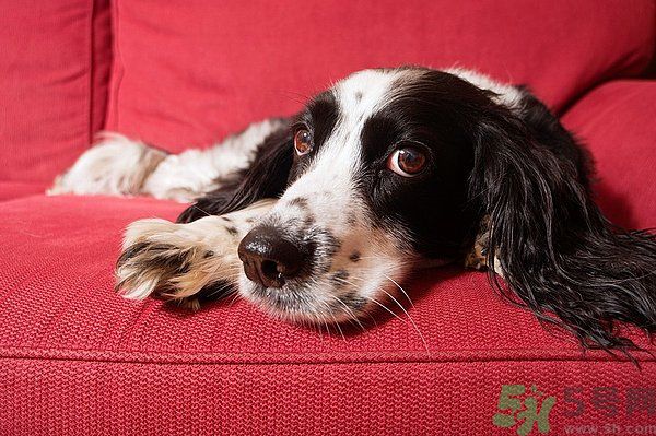 如何清潔沙發(fā)？清潔沙發(fā)要注意什么？