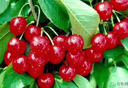 櫻桃吃多了會流鼻血嗎？吃櫻桃流鼻血了怎么辦？