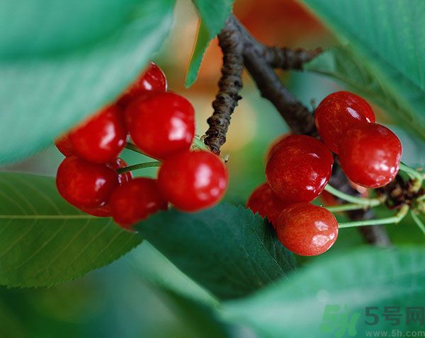 櫻桃能煮熟吃嗎？櫻桃煮了可以吃嗎？