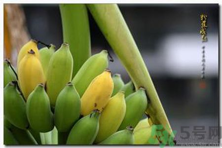 牛奶蕉可以減肥嗎？牛奶蕉怎么吃減肥？