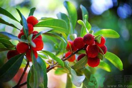 楊梅是不是發(fā)物？楊梅是發(fā)物嗎？