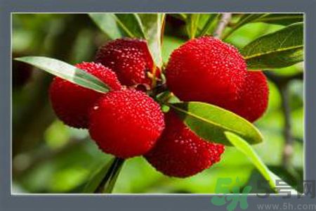 孕婦可以吃楊梅嗎？孕婦吃楊梅好嗎？