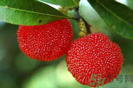 胃潰瘍可以吃楊梅嗎？胃潰瘍吃楊梅好嗎？