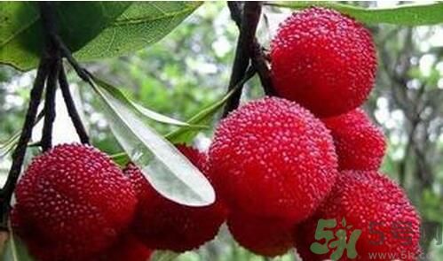 寶寶可以吃楊梅嗎？寶寶多大可以吃楊梅？