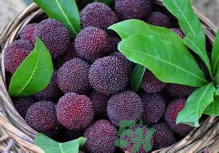 寶寶可以吃楊梅嗎？寶寶多大可以吃楊梅？