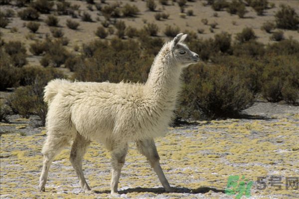 羊駝肉好吃嗎？羊駝肉能吃嗎？