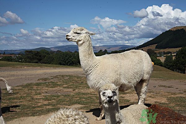 羊駝肉好吃嗎？羊駝肉能吃嗎？