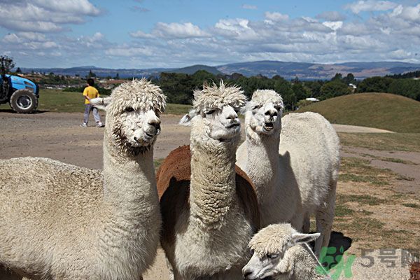 羊駝肉好吃嗎？羊駝肉能吃嗎？