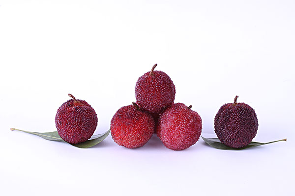 楊梅和梅子是一樣的嗎？楊梅和梅子有什么區(qū)別？