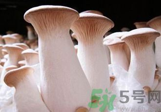 吃杏鮑菇有什么好處？吃杏鮑菇對身體好嗎？