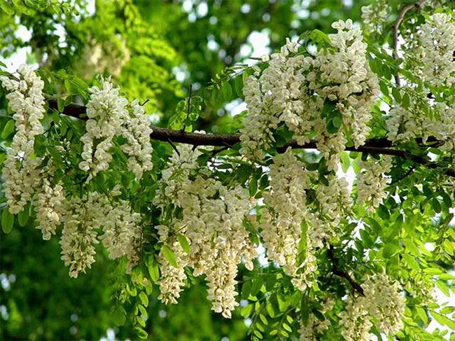 槐花怎么做好吃？槐花的做法有哪些？