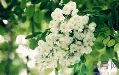 槐花怎么做好吃？槐花的做法有哪些？