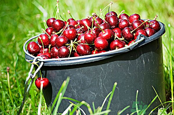 櫻桃吃多了會中毒嗎？櫻桃吃多了會拉肚子嗎？