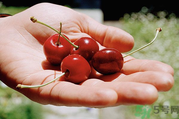 櫻桃吃多了會中毒嗎？櫻桃吃多了會拉肚子嗎？