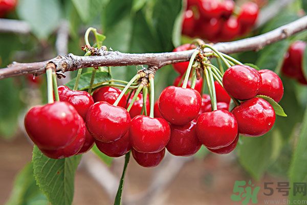 痛風(fēng)能吃櫻桃嗎？痛風(fēng)吃櫻桃可不可以？
