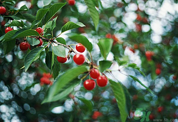 痛風(fēng)能吃櫻桃嗎？痛風(fēng)吃櫻桃可不可以？