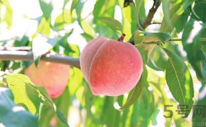 寶寶可以吃桃子嗎？寶寶吃桃子好不好？